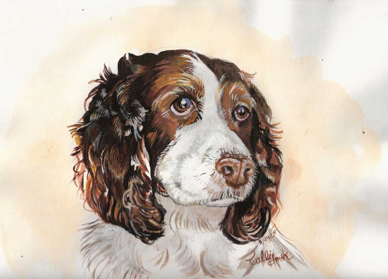 spaniel water color