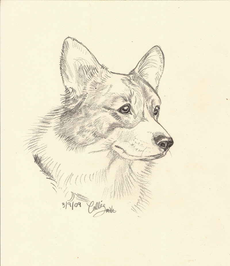 corgi pencil drawing