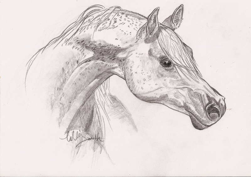 arabian pencil drawing
