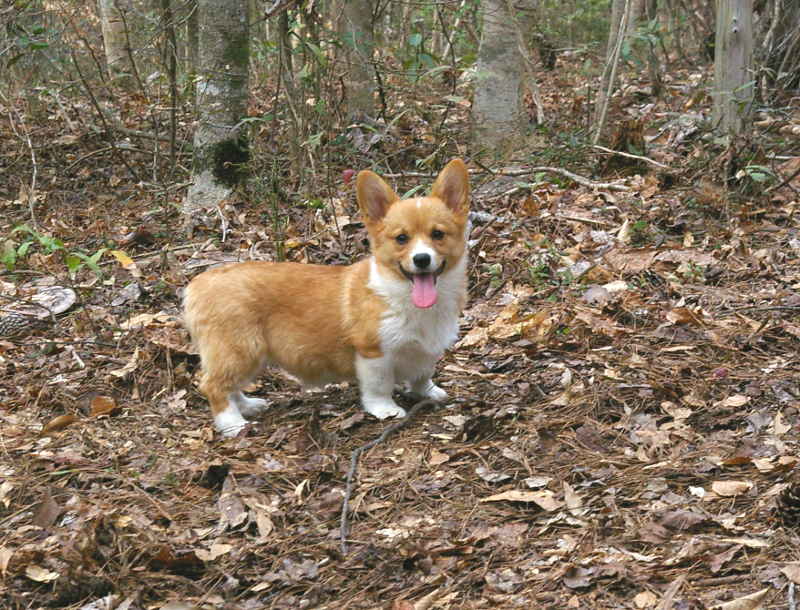 red and white welsh corgi, champion sired