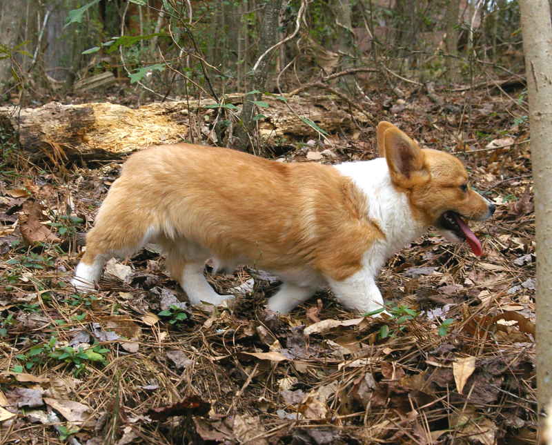 red and white welsh corgi, champion sired