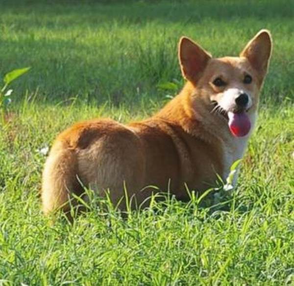 Mambo