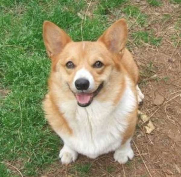 red and white corgi