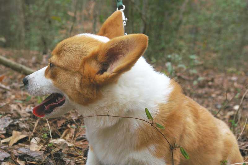 red and white welsh corgi, champion sired