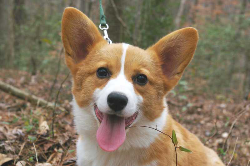 red and white welsh corgi, champion sired