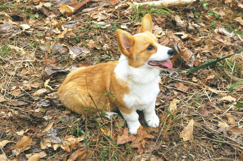 red and white welsh corgi, champion sired