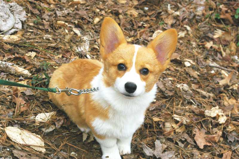 red and white welsh corgi, champion sired