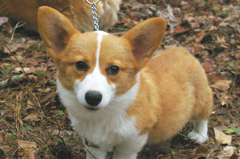 red and white welsh corgi, champion sired