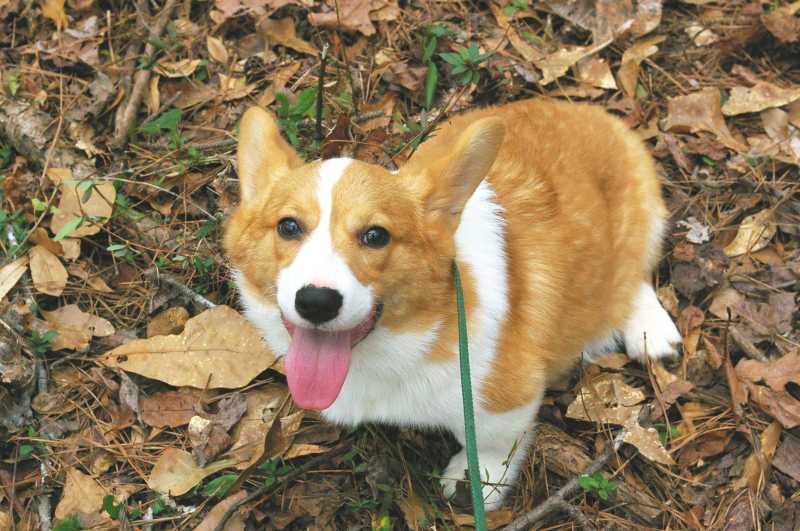red and white welsh corgi, champion sired