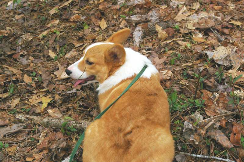 red and white welsh corgi, champion sired