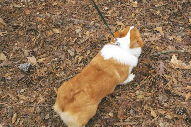 red and white welsh corgi, champion sired